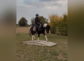 Huzule, Wallach, 3 Jahre, 140 cm, Schecke