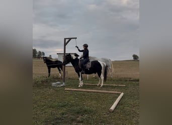 Huzule, Wallach, 3 Jahre, 140 cm, Schecke
