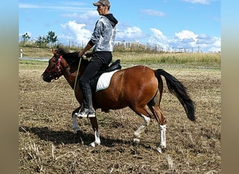 Huzule, Wallach, 3 Jahre, 140 cm, Schecke