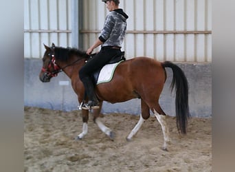 Huzule, Wallach, 3 Jahre, 140 cm, Schecke