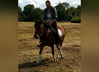 Huzule, Wallach, 3 Jahre, 140 cm, Schecke