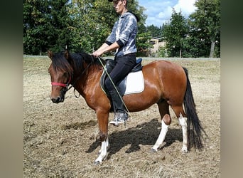 Huzule, Wallach, 3 Jahre, 140 cm, Schecke