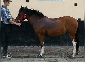 Huzule, Wallach, 3 Jahre, 140 cm, Schecke
