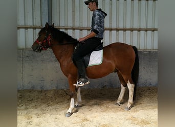 Huzule, Wallach, 3 Jahre, 140 cm, Schecke