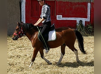 Huzule, Wallach, 3 Jahre, 140 cm, Schecke