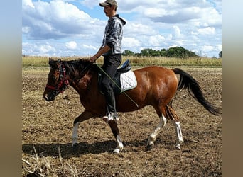 Huzule, Wallach, 3 Jahre, 140 cm, Schecke