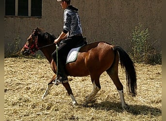 Huzule, Wallach, 3 Jahre, 140 cm, Schecke