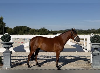 Huzule, Wallach, 3 Jahre, 143 cm, Brauner