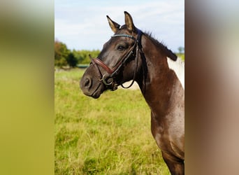 Huzule, Wallach, 3 Jahre, 143 cm, Schecke