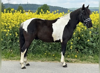Huzule, Wallach, 3 Jahre, 143 cm, Schecke