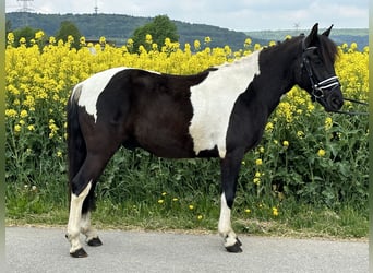 Huzule, Wallach, 3 Jahre, 143 cm, Schecke