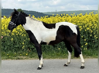 Huzule, Wallach, 3 Jahre, 143 cm, Schecke