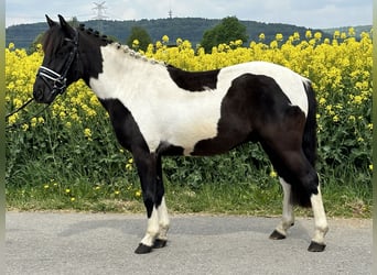 Huzule, Wallach, 3 Jahre, 143 cm, Schecke