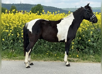 Huzule, Wallach, 3 Jahre, 143 cm, Schecke