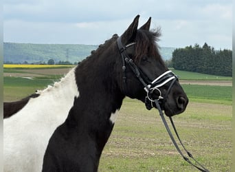 Huzule, Wallach, 3 Jahre, 143 cm, Schecke