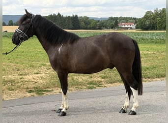 Huzule, Wallach, 3 Jahre, 144 cm, Schecke