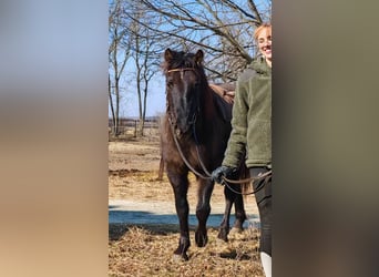 Huzule, Wallach, 3 Jahre, 145 cm, Buckskin
