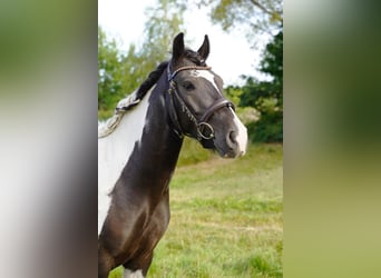 Huzule, Wallach, 3 Jahre, 148 cm, Schecke