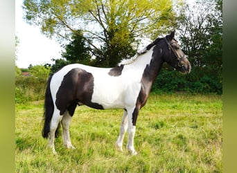 Huzule, Wallach, 3 Jahre, 148 cm, Schecke