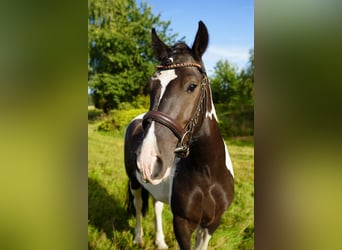 Huzule, Wallach, 3 Jahre, 148 cm, Schecke