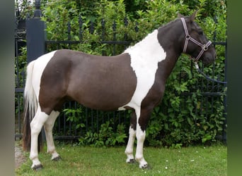 Huzule, Wallach, 4 Jahre, 135 cm, Schecke