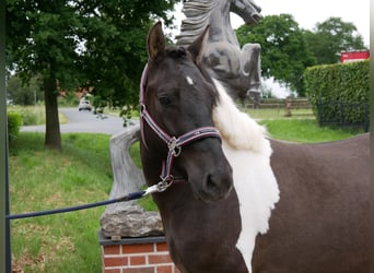 Huzule, Wallach, 4 Jahre, 135 cm, Schecke