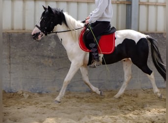 Huzule, Wallach, 4 Jahre, 137 cm, Schecke