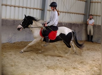 Huzule, Wallach, 4 Jahre, 137 cm, Schecke