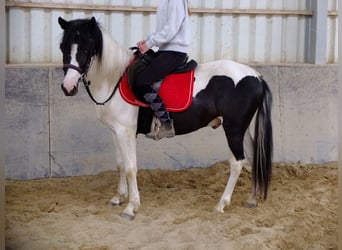Huzule, Wallach, 4 Jahre, 137 cm, Schecke