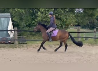 Huzule, Wallach, 4 Jahre, 138 cm, Brauner