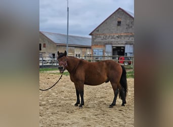 Huzule, Wallach, 4 Jahre, 138 cm