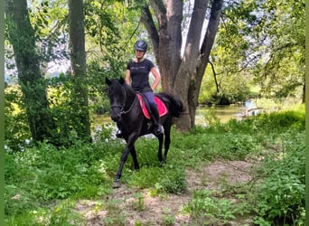 Huzule, Wallach, 4 Jahre, 138 cm, Rappe