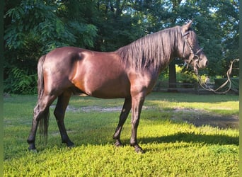 Huzule, Wallach, 4 Jahre, 138 cm, Roan-Blue