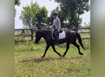Huzule, Wallach, 4 Jahre, 138 cm, Roan-Blue