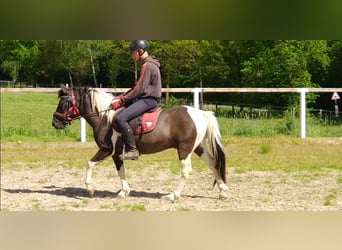 Huzule, Wallach, 4 Jahre, 138 cm, Schecke