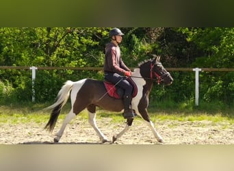 Huzule, Wallach, 4 Jahre, 138 cm, Schecke
