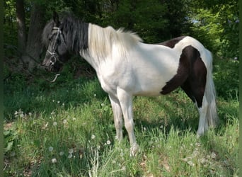 Huzule, Wallach, 4 Jahre, 138 cm, Schecke