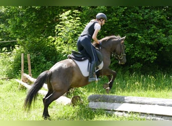 Huzule, Wallach, 4 Jahre, 142 cm, Falbe