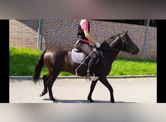 Huzule, Wallach, 4 Jahre, 142 cm, Rappe