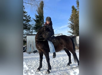 Huzule, Wallach, 4 Jahre, 142 cm, Rappe