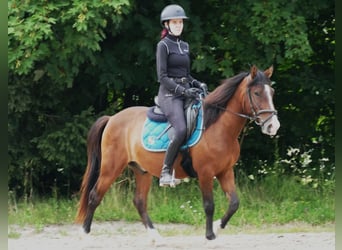 Huzule, Wallach, 4 Jahre, 143 cm, Falbe