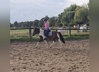 Huzule, Wallach, 4 Jahre, 143 cm, Schecke