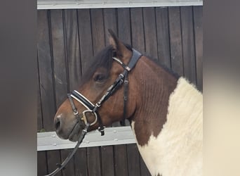 Huzule, Wallach, 4 Jahre, 143 cm, Schecke