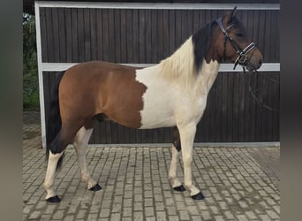 Huzule, Wallach, 4 Jahre, 143 cm, Schecke