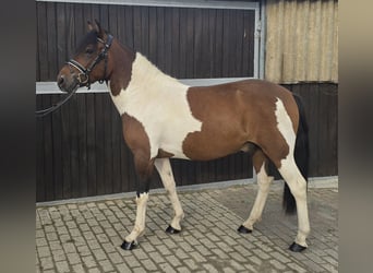 Huzule, Wallach, 4 Jahre, 143 cm, Schecke