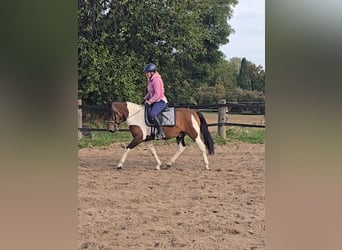 Huzule, Wallach, 4 Jahre, 143 cm, Schecke