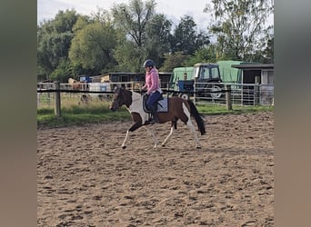 Huzule, Wallach, 4 Jahre, 143 cm, Schecke