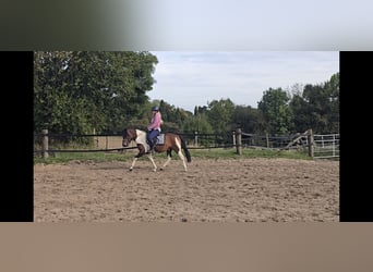 Huzule, Wallach, 4 Jahre, 143 cm, Schecke