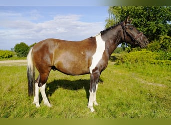 Huzule, Wallach, 4 Jahre, 143 cm, Schecke