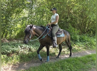 Huzule, Wallach, 4 Jahre, 145 cm, Brauner